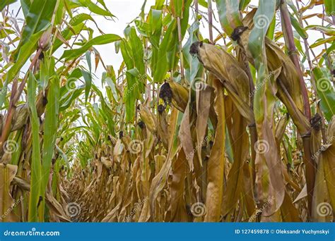 Corn And Its Diseases. Stock Image | CartoonDealer.com #193036909