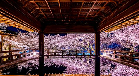 【2024年 イベント】『三井寺』で1000本の桜が咲く🌸 観月舞台やライトアップもあるよ☺️ 〜 祈りログ