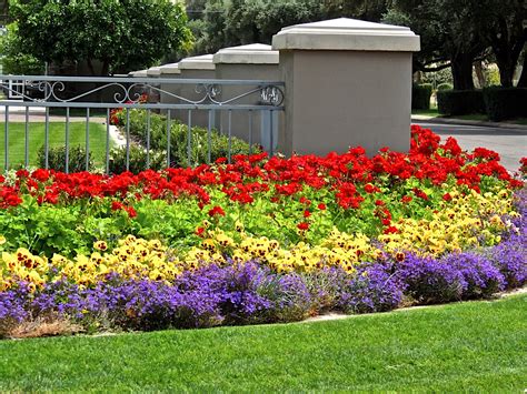 Phoenix Daily Photo: Trees and Flowers