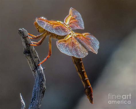 Dragonfly Photograph By Christy Garavetto Fine Art America