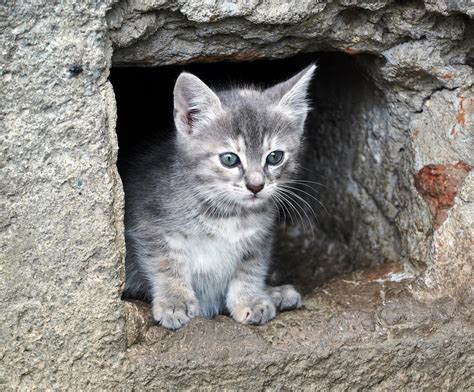 Free Pussy Cat Images Pixabay