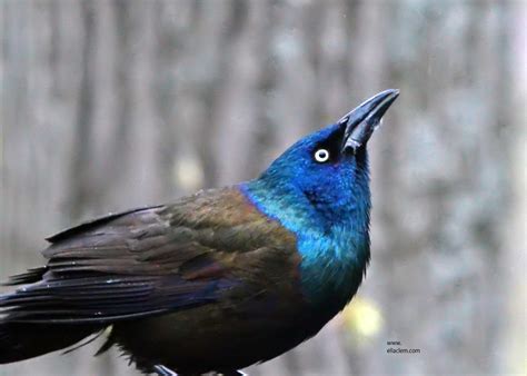 Common Grackle | BirdForum