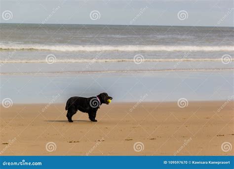 Black Dog Holding A Ball Stock Photo Image Of Beach 109597670