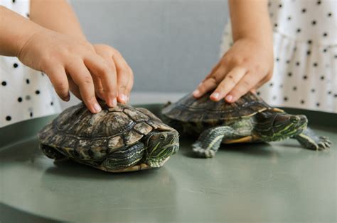 C Mo Saber Si Una Tortuga Es Macho O Hembra Tortulandia