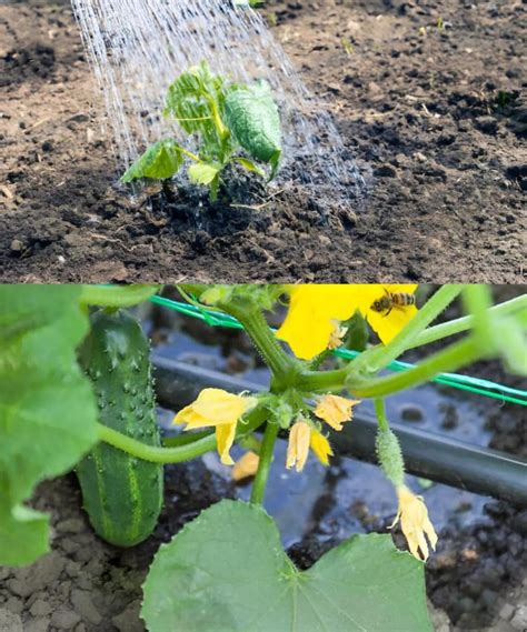 Overwatering In Cucumbers Understanding The Implications And Adopting