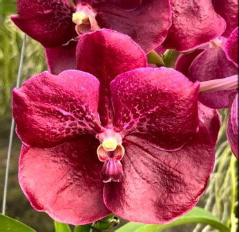 Vanda Dr Anek X Similan Red N Orquid Rio Santa B Rbara