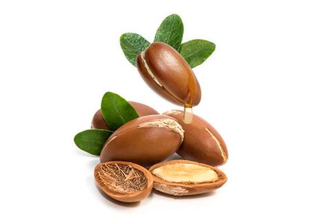 Argan Oil Argan Nuts With Oil Drop And Leaves Of Its Tree Stock Photo - Download Image Now - iStock