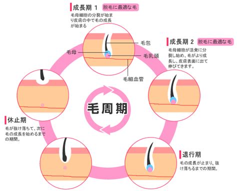 ヒゲが生える理由と仕組みのポイントを解説毛周期への理解が重要ヒゲ脱毛レポート