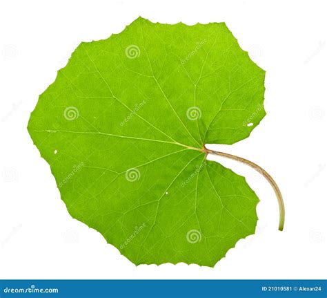 Tussilago farfara leaf stock image. Image of herb, petal - 21010581