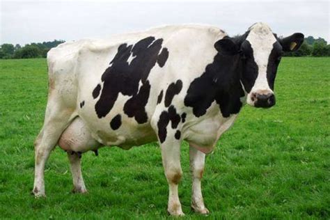 Dairy Cattle Breeds