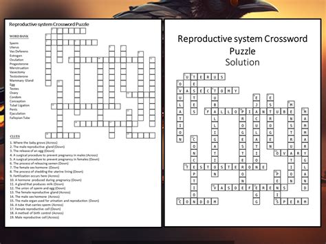 Reproductive System Crossword Puzzle Worksheet Activity Teaching