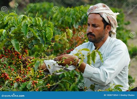 Yemeni Farmer Collects Arabica Coffee Beans At The Plantation In Taizz