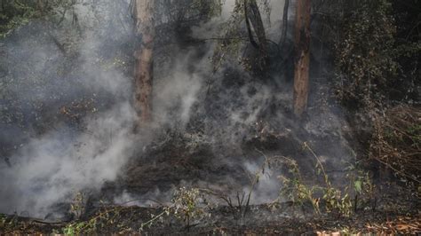 Alerta Roja En Monte Patria Por Incendio Forestal T13