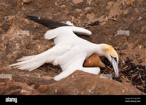 Fife Coastal Path Scotland Europe Dead Northern Gannet Bird On