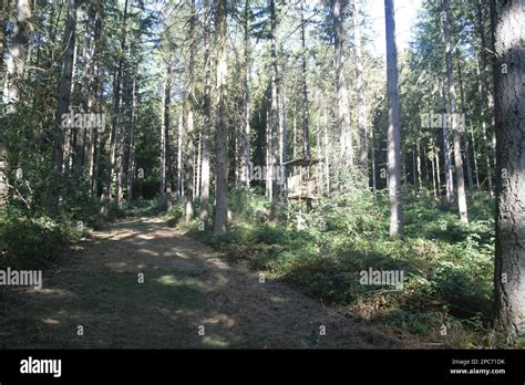 Forester sits high on the edge of the forest, Förster hoch sitz Stock ...