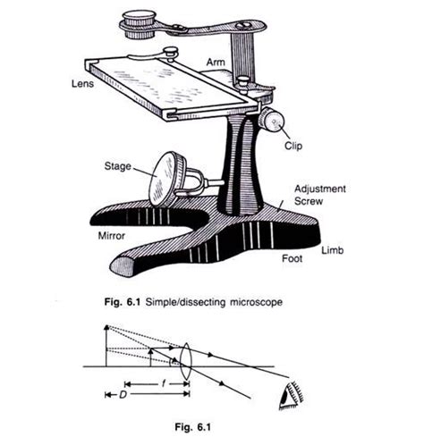 Parts Of Dissecting Microscope