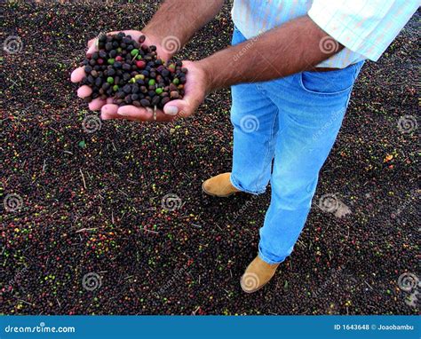 Coffee Harvest in Brazil stock photo. Image of photojournalistic - 1643648