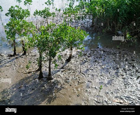 Mangroven sumpf Fotos und Bildmaterial in hoher Auflösung Alamy