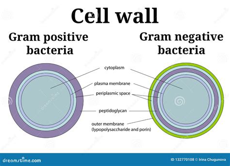 Bacteria Cell Wall Illustration. Gram Positive and Gram Negative Cell Wall Differents Stock ...