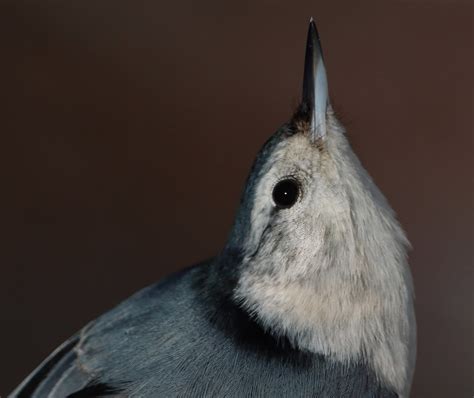 Sittelle A Poitrine Blanche White Breasted Nuthatch Flickr