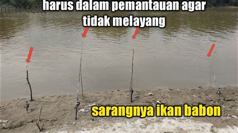 Mancing Di Sarangnya Ikan Babon Youtube