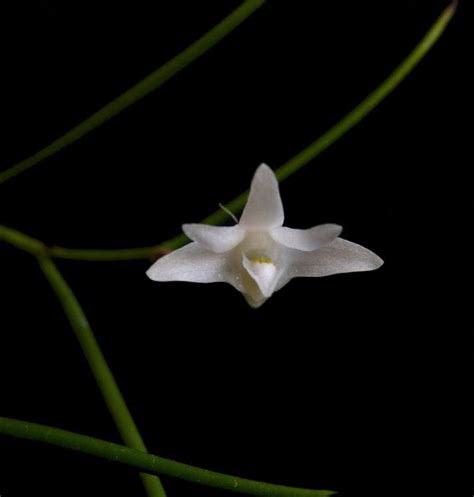 Florzinha De Estufa Dendrobium Equitans