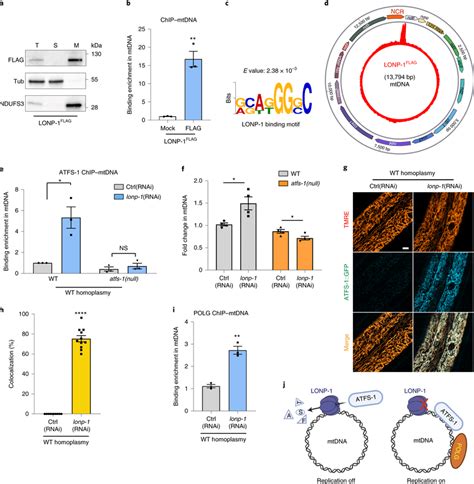 LONP 1 Limits ATFS 1 Binding To WT MtDNA And Impairs Replication A