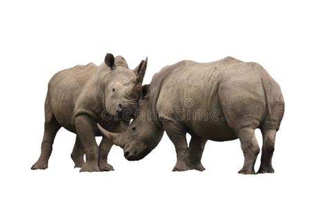 Two Large White Rhinoceros Mating Stock Image - Image of animal ...