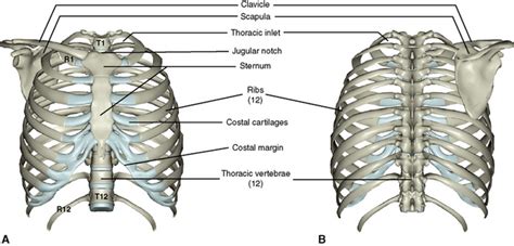 Thorax: Anatomy, Wall, Cavity, Organs Neurovasculature, 43% OFF