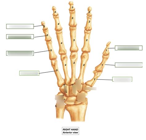 Unit 2 Appendicular Skeleton Upper Extremity Hand Bone Features