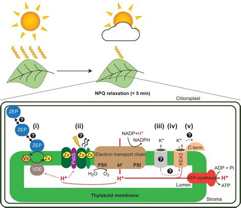 Photosynthesis Process In Chloroplast