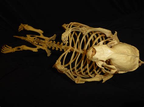 Sea Otter Skeleton Replica - SkeletonsAndSkullsSuperstore