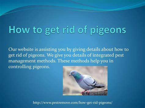 how to get rid of pigeons 1