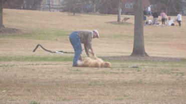 Cachorro Se Finge De Morto Para Dono Ficar Mais Tempo No Parque