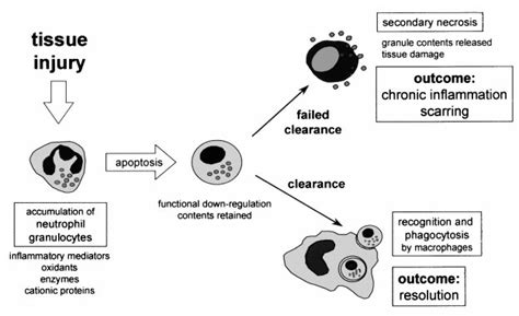 Neutrophil Apoptosis And Phagocytic Clearance By Macrophages In The