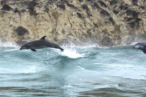 Common Bottlenose Dolphin | NOAA Fisheries