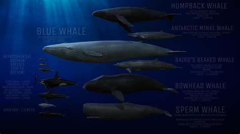 Some representative whale and dolphin species compared in 3d. Full gallery link in the comment ...