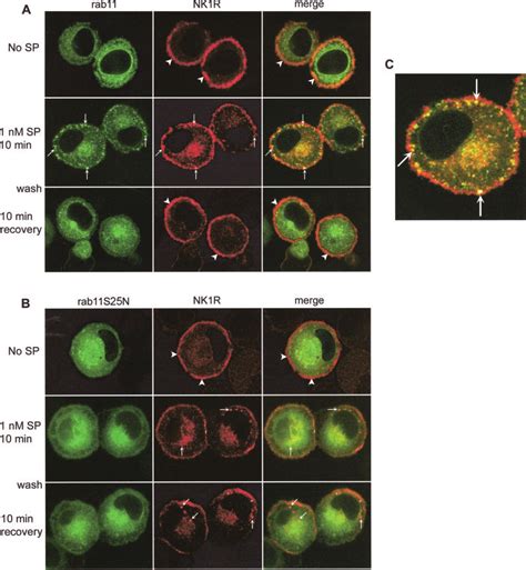 Rab11a Mediated Intracellular Trafficking Of Nk1r Cells Expressing