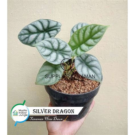 Jual Tanaman Hias Daun Alocasia Silver Dragon Tanaman Hidup