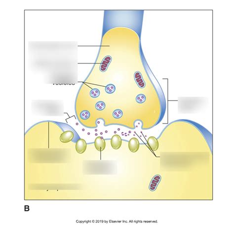 Diagram Of Synapse Quizlet