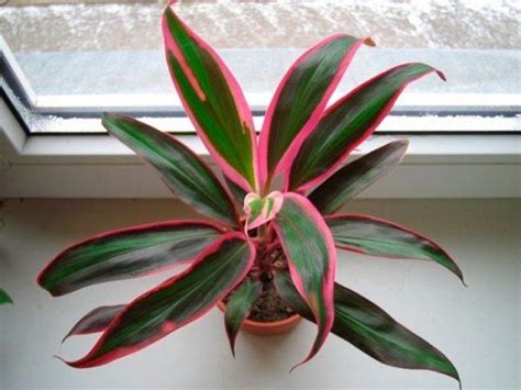 Cordilina - Photo, Care, Species, Description, Propagation, Indoor Plant - Rich- Farmer