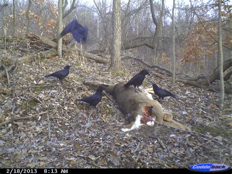 Bizarre Ohio Highway Cam Footage Baffles The Internet