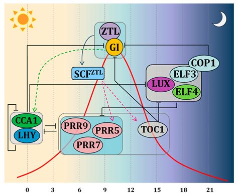 Genes Free Full Text Gigantea Uncovering New Functions In Flower