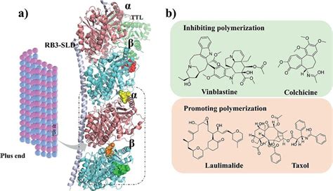 A Four Microtubule Binding Sites Colchicine Orange Laulimalide