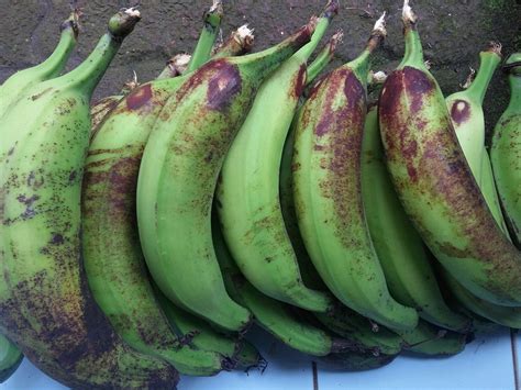 Fresh karela – Artofit