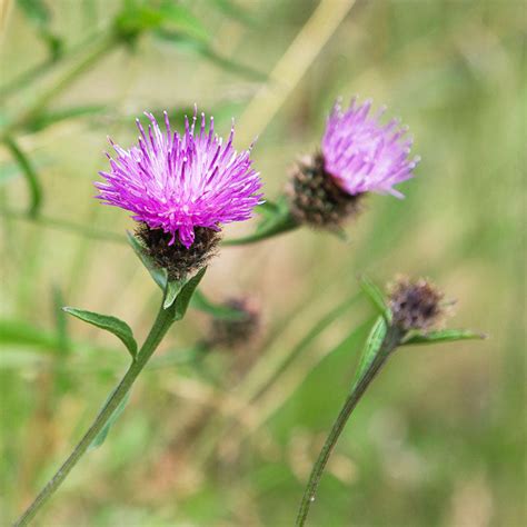 Centaurea Nigra Common Knapweed Seeds Stocks And Green