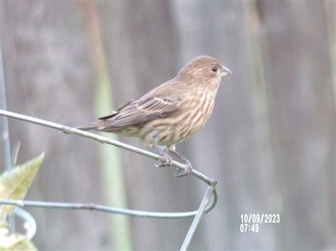 House Finches - FeederWatch