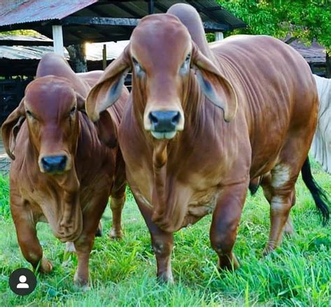 Red Brahman Sires Heritage Cattle Company Brahman Cattle Texas Artofit