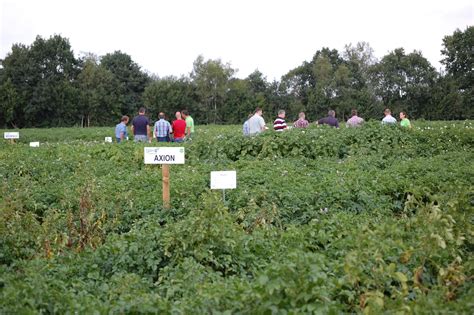 Feldtag In Krautze Am 22 08 2017 AVEBE