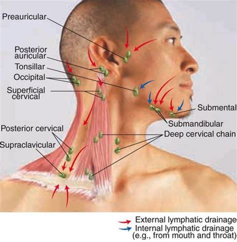 70 Terms Submental Nodes Structures 3 Submandibular Gland Nodes